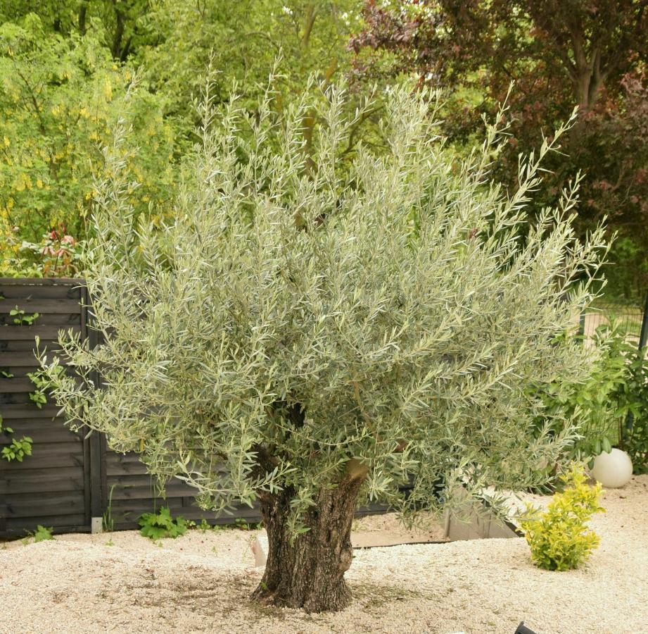 Olive Apartman Alsóörs Εξωτερικό φωτογραφία